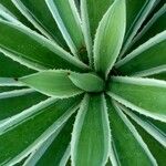 Agave vivipara Deilen