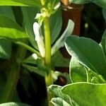 Vicia faba چھال