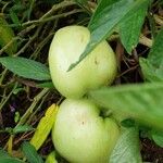 Solanum muricatum 果