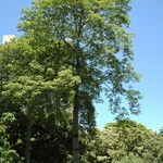 Bombax ceiba Leaf