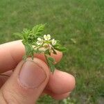 Ornithopus perpusillus Flower