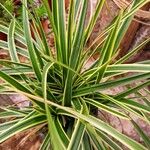 Carex morrowii Habitat