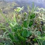Sparganium emersum Mbuma