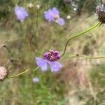 Scabiosa columbaria Blüte