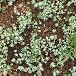 Bombycilaena erecta Leaf