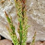 Polypogon viridis Flor