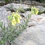Onosma pseudoarenaria Flor