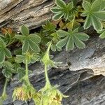 Potentilla nivalis Levél