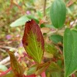 Centradenia inaequilateralis Folha