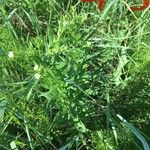 Lithospermum officinaleЦветок