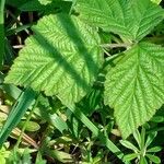 Rubus ferus Folha