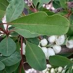 Exochorda × macrantha Leaf