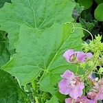 Verbascum phoeniceum Blad