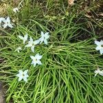 Ipheion uniflorum Hábito