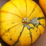 Cucurbita maxima Plod