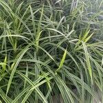 Pandanus pygmaeus Hoja