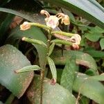 Oeceoclades maculata Blodyn