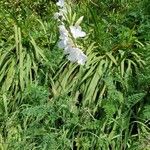 Watsonia borbonica Blomma