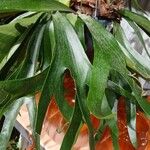 Platycerium bifurcatum Hoja