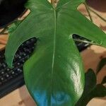 Philodendron panduriforme Hostoa