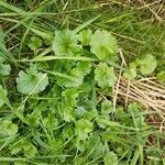 Hydrocotyle sibthorpioides Leaf