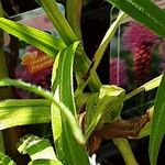 Liatris pycnostachya Hoja