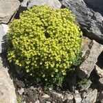 Saxifraga aphylla Virág