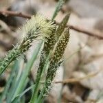 Carex umbrosa Virág