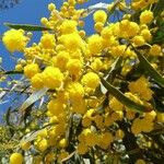 Acacia pycnantha Flor