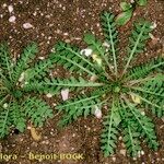 Sisymbrella aspera Hábito