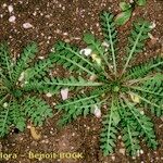 Sisymbrella aspera Habit