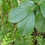 Bignonia magnifica Leaf