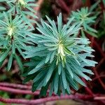 Euphorbia dendroides Leaf