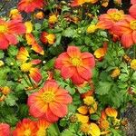 Bidens triplinervia Lorea