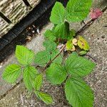 Rubus pruinosus Habitus