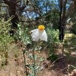 Romneya trichocalyx Fleur