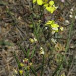 Brassica fruticulosa Flower