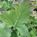 Brassica montana List