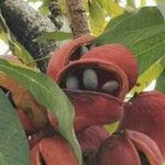 Sterculia foetida Fruit