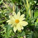 Argyranthemum maderenseКветка