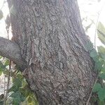 Butea monosperma Coajă