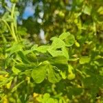 Tropaeolum peregrinum Blatt