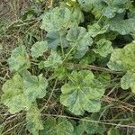 Malva parviflora Feuille