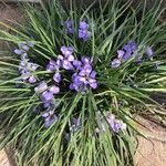 Iris unguicularis عادت داشتن