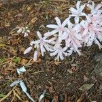 Nerine undulata Flower