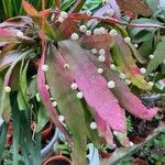 Pseudorhipsalis ramulosa Leaf