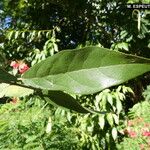 Cordia alliodora Hoja
