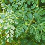 Moringa oleifera Levél