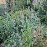 Dipsacus fullonum Агульны выгляд