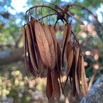 Fraxinus angustifolia Fruit